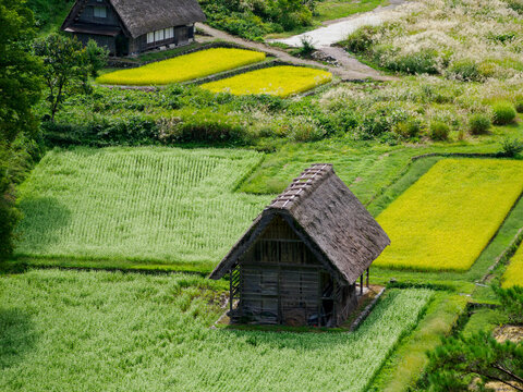 白川郷　緑の田んぼに囲まれた伝統的な茅葺き屋根の家
