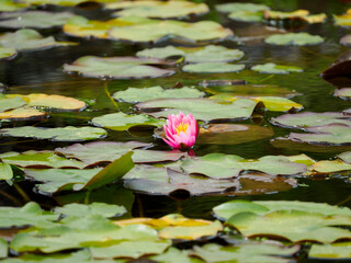 池に咲く一輪の美しいピンクの睡蓮の花