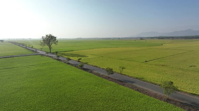 Golden ripe rice fields in Vietnam