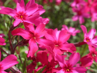 Zbliżenie na kwitnące floksy © Kumulugma