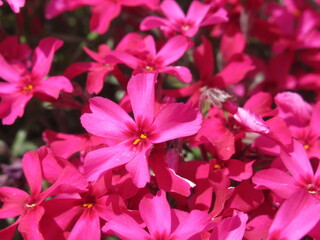 Zbliżenie na kwitnące floksy © Kumulugma