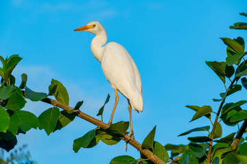 a cattle regret, Bubulcus ibis, watches the area
