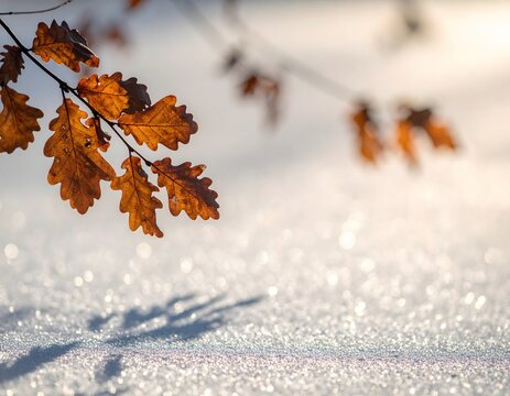 Oak leaves contrasting with sparkling winter snow
