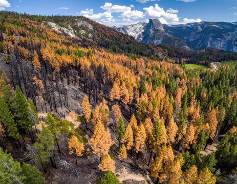 Aerial view of a burned forest hillside with vibrant colors - Powered by Adobe