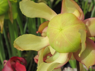 Zbliżenie na kwiat rośliny z gatunku sarracenia © Kumulugma