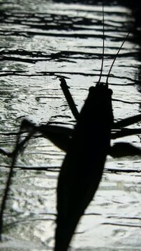 Beetle crawling on window glass inside apartment