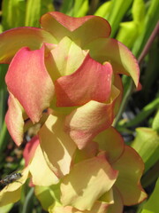 Zbliżenie na kwiat rośliny z gatunku sarracenia © Kumulugma