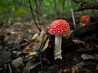 Close-up of a bright red fly agaric (Amanita muscaria) mushroom with white spots growing among fallen leaves on the forest floor.