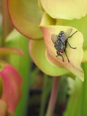 Zbliżenie na muchę siedzącą na płatku kwitnącej saracenii