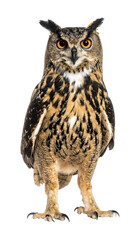 Owl Full Body &mdash; Transparent Background