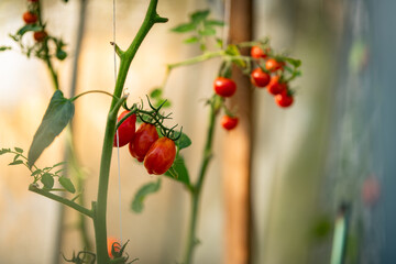 Red tomatoes on a vine