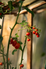 Red tomatoes on a vine