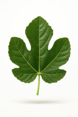 Fototapeta premium Isolated fig leaf on a plain background.