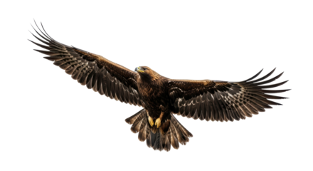 Isolated Majestic Golden Eagle Flying with Open Wings Spreading Wide, Strong Bird of Prey