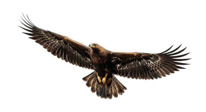 Isolated Majestic Golden Eagle Flying with Open Wings Spreading Wide, Strong Bird of Prey