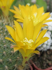 Zbliżenie na żółte kwiaty kaktusa © Kumulugma