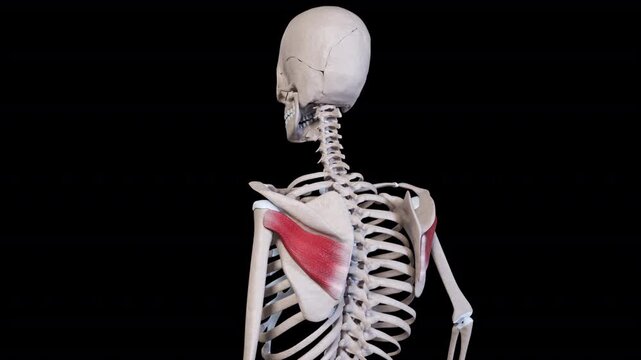 Infraspinatus Muscle Movement