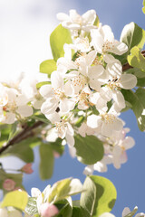 Soft Focus on Blossoming Spring Branches