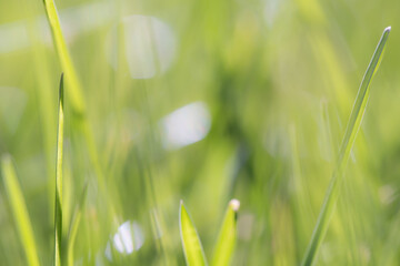 Vibrant Green Grass Close-Up