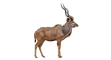 Isolated Greater Kudu Antelope with Spiral Horns Standing in Profile View on No Background