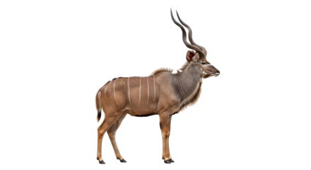 Isolated Greater Kudu Antelope with Spiral Horns Standing in Profile View on No Background