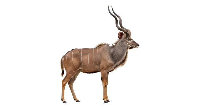 Isolated Greater Kudu Antelope with Spiral Horns Standing in Profile View on No Background