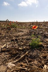 A blooming red poppy against the blue sky in the autumn , a beautiful red poppy flower in the field after the corn harvest