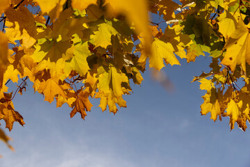 yellow trees in the autumn season , colorful foliage on the branches of trees before falling before the fall