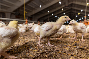 small yellow newly hatched chickens in a poultry farm, a large number of young yellow-downed...