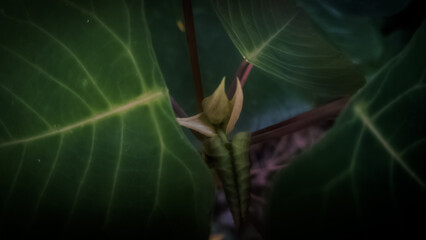 close up of a green leaf