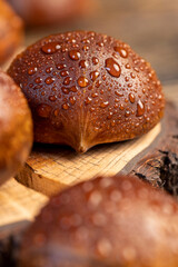 chestnut fruit in a brown shell covered with water droplets on a wooden table, a group of wet and fresh chestnut fruits with a brown hard shell