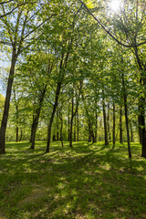 Obraz premium grass and green foliage on maple trees in the spring season, landscape in the park with green vegetation and maples