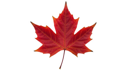 Isolated red maple leaf for autumn design or Canadian icon, beautiful fall foliage design
