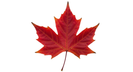Isolated red maple leaf for autumn design or Canadian icon, beautiful fall foliage design