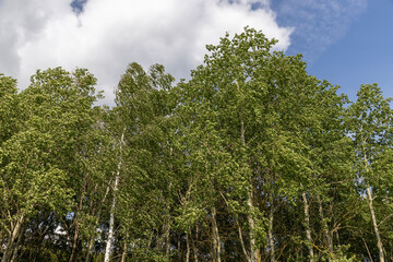 Obraz premium mixed forest with different types of trees in warm weather with large and strong winds in summer, trees growing in the summer during the daytime