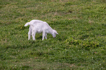 Obraz premium a small white baby goat on the green grass while grazing, one white kid while grazing has green juicy grass, sunny summer weather