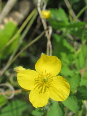 Zbliżenie na kwiat rośliny z gatunku Chelidonium majus © Kumulugma