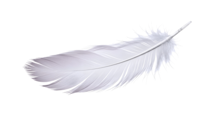 Delicate white feather isolated on transparent background
