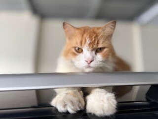 cat 