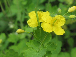 Zbliżenie na kwiat rośliny z gatunku Chelidonium majus © Kumulugma