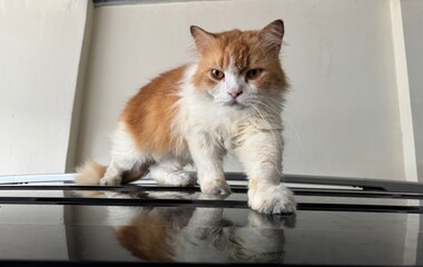 cat