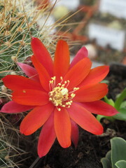 Zbliżenie na kwiaty czerwonego kaktusa © Kumulugma