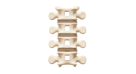 Isolated human lumbar vertebrae model demonstrating bone structure, spine health and anatomy