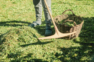 Gardener collecting grass clippings in a basket with a wooden rake