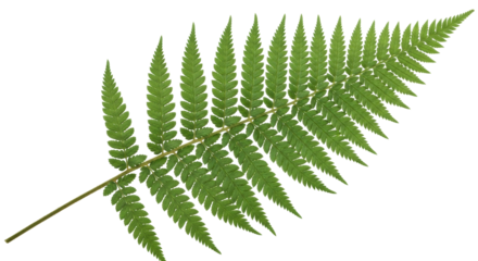 Isolated fern frond for botanical designs and nature illustrations in print or web media