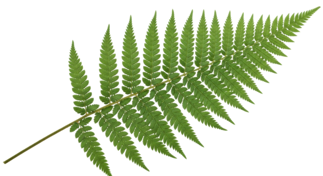 Isolated fern frond for botanical designs and nature illustrations in print or web media