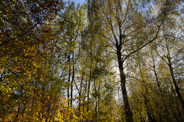 yellowing birch foliage in the autumn season against the background of the blue sky in sunny...