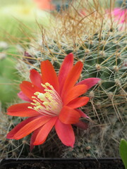 Zbliżenie na kwiaty czerwonego kaktusa © Kumulugma