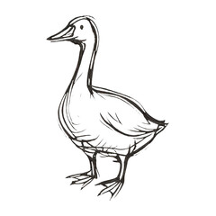 PNG Sketch of standing duck