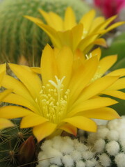 Zbliżenie na żółte kwiaty kaktusa © Kumulugma
